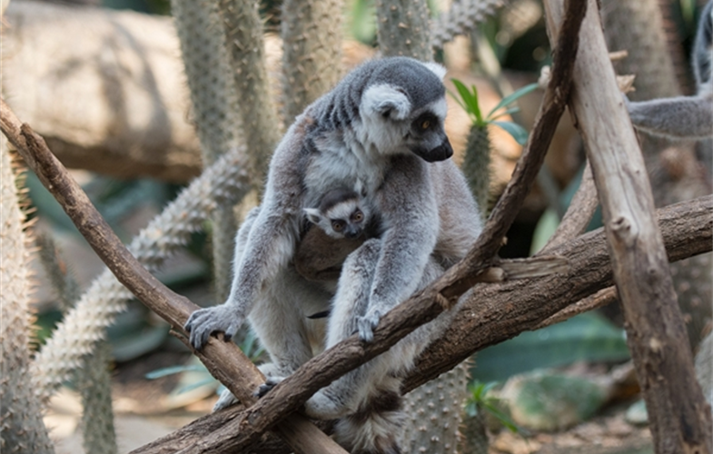 Julie Larsen Maher_5702_Ring-tailed Lemur and Baby_MAD_BZ_04 05 16_hr
